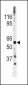 Phospho-CDC25A(S278) Antibody