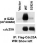 Phospho-CDC25A(S293) Antibody