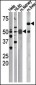 Phospho-CDC25A(S75) Antibody