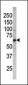 Phospho-CDC25B(S187) Antibody