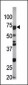 Phospho-CDC6(S54) Antibody