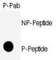 Phospho-CDK1(S39) Antibody