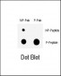 Phospho-CHK1(S317) Antibody