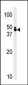 TRIB1 Antibody (C-term)