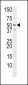 HRH3 Antibody (C-term)