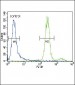 HGF Antibody (C-term)