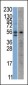 STK38 Antibody (C-term)