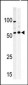 MYT1 (PKMYT1) Antibody (C-term)