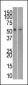 Reptin/TIP49B/RUVB2 Antibody (C-term)