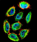 Phospho-P53(S9) Antibody