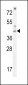 Phospho-P53(S9) Antibody