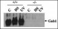 Gab1 Antibody (Ascites)