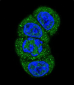 PI3KC3 Antibody (N-term G24)
