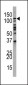 PI3KC3 Antibody (N-term G24)