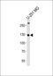 PI3KC3 Antibody (C-term E785)