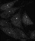 AP1850b-UVRAG-Antibody-C-term