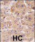 UVRAG Antibody (C-term)