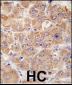 UVRAG Antibody (L133)
