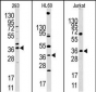 HIF1AN Antibody (N-term)