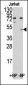 MINA Antibody (C-term)