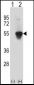 MINA Antibody (C-term)