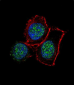 JMJD3 Antibody (N-term)