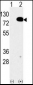 EIF4B Antibody (C-term)