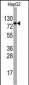 EIF4B Antibody (Center)