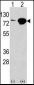 EIF4B Antibody (Center)