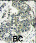 EIF4E Antibody (N-term)