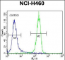 STK11 (LKB1) Antibody (N-term V34)