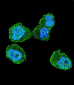 STK11 (LKB1) Antibody (N-term V34)