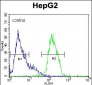 MAPK1 Antibody (Center)