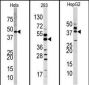 MAPK1 Antibody (Center)