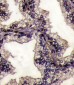 Lactoferrin (LTF) Antibody (Center)