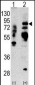 Lactoferrin (LTF) Antibody (Center)