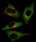 PI3KCD Antibody (N-term)