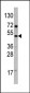 VEGFD (VEGF4) Antibody (C-term)