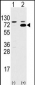 SWAP70 Antibody (Center)