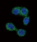 HNMT Antibody (N-term)