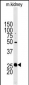 Stanniocalcin-2 (STC2) Antibody (N-term)