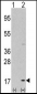 LC3 Antibody (APG8A) (P45)