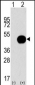 ATG4B Antibody