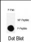 Phospho-CRK(S41) Antibody