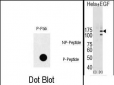 Phospho-EGFR(Y1069) Antibody