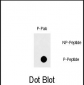 Phospho-FAS(Y291) Antibody