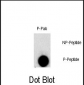 Phospho-FGFR1(Y307) Antibody