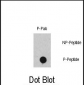 Phospho-RAF1(S471) Antibody