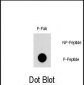 Phospho-TSC2(S1387) Antibody