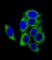 Phospho-TSC2(S1387) Antibody